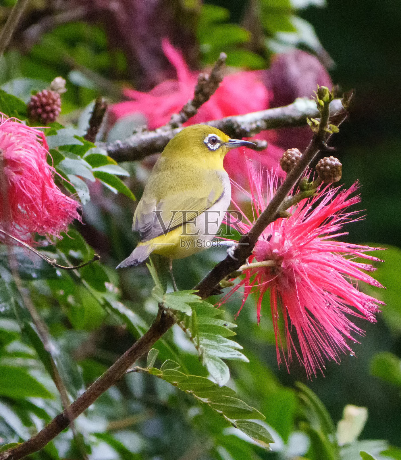 斯里兰卡白眼吃花照片摄影图片