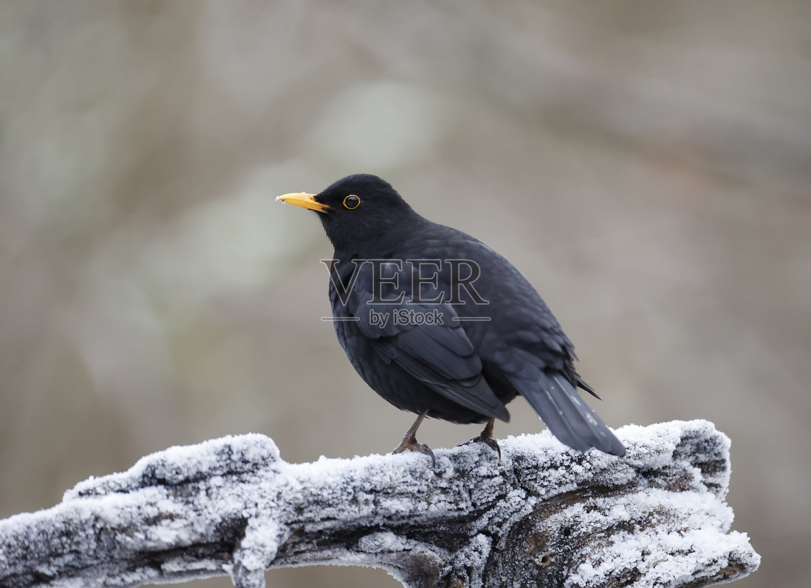 黑鸟(Turdus merula)冬季雄性照片摄影图片