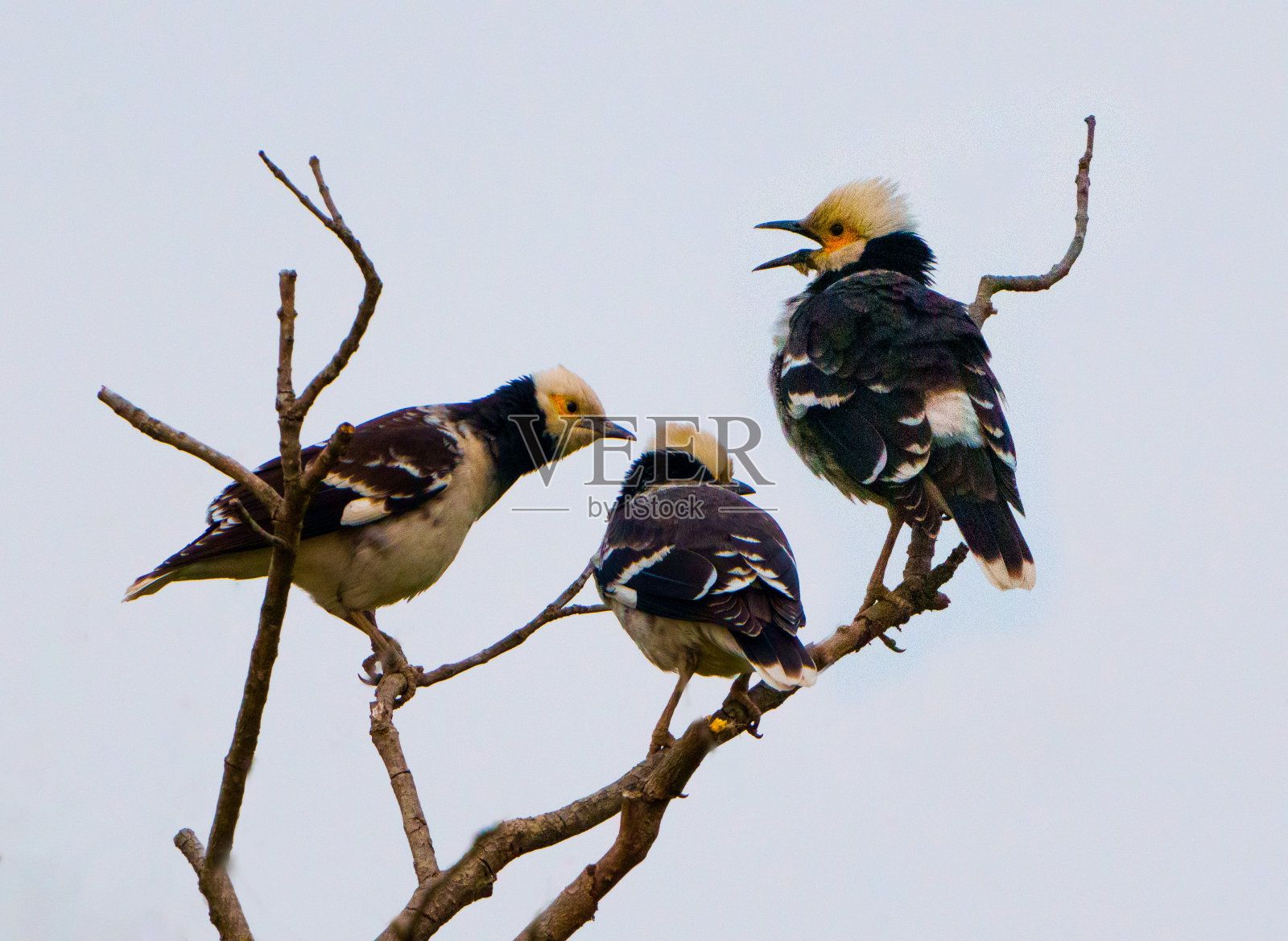 Black-collared燕八哥照片摄影图片