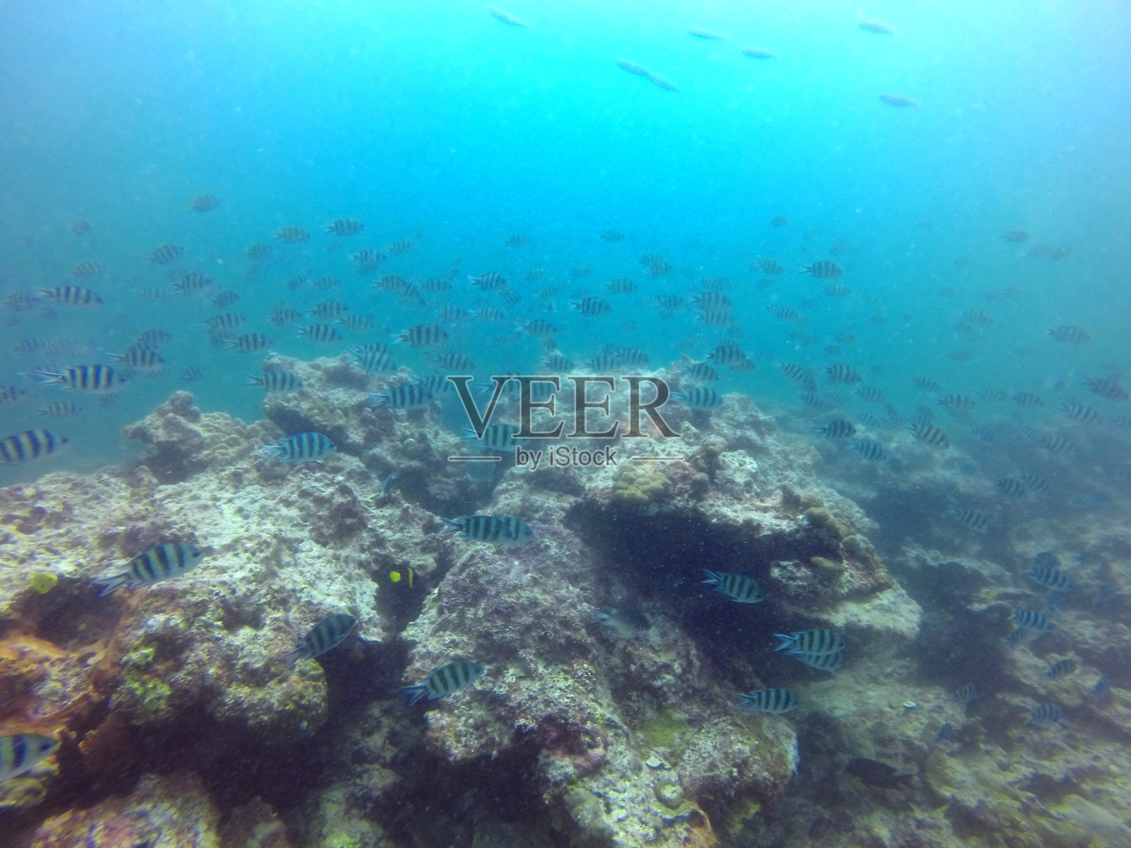 红海中的鱼照片摄影图片