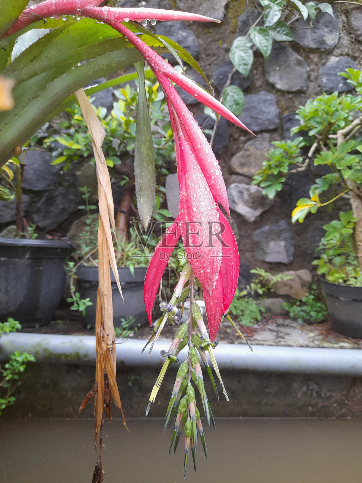 凤梨花正在盛开照片摄影图片