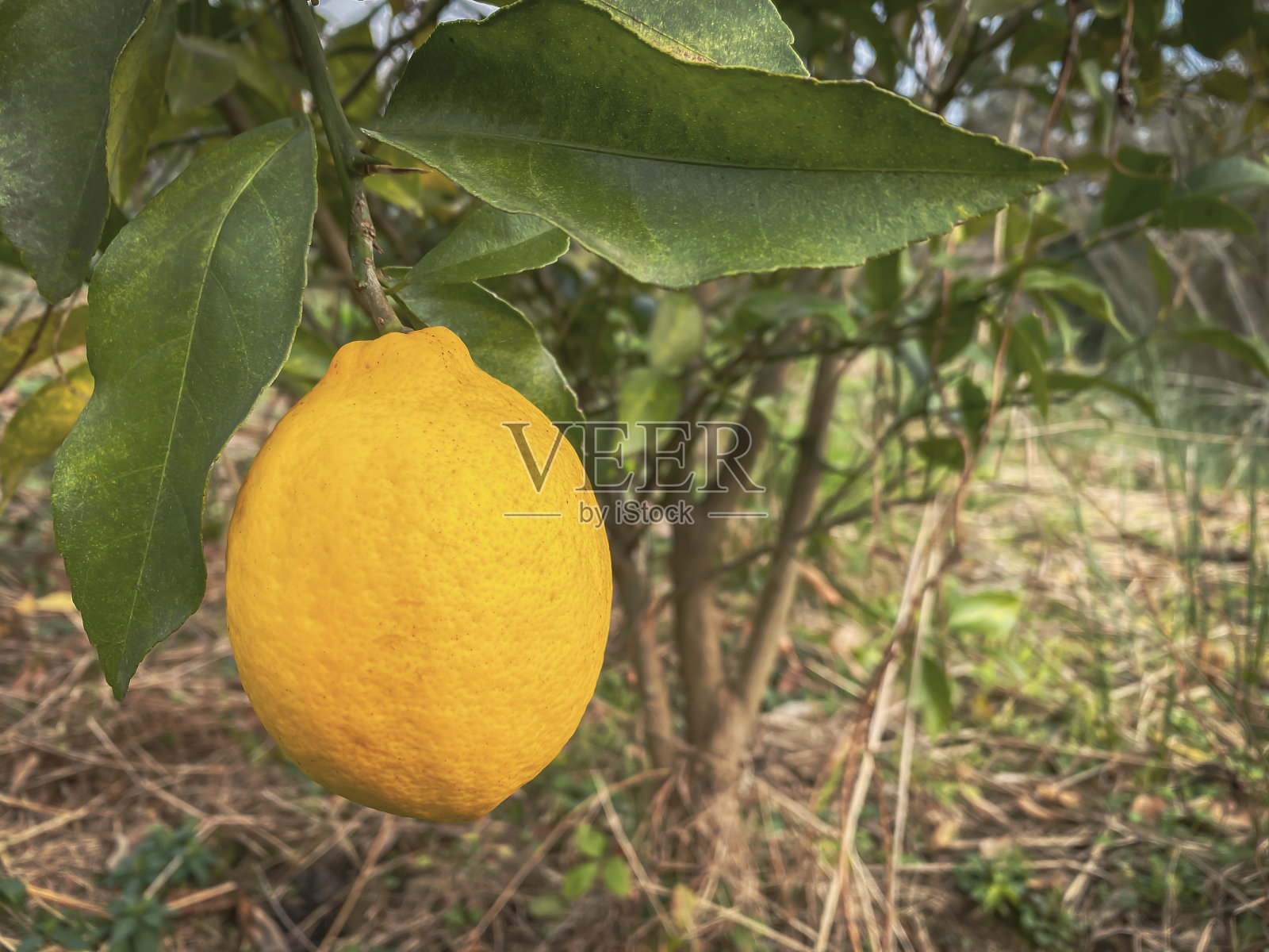 柠檬树上的大柠檬照片摄影图片