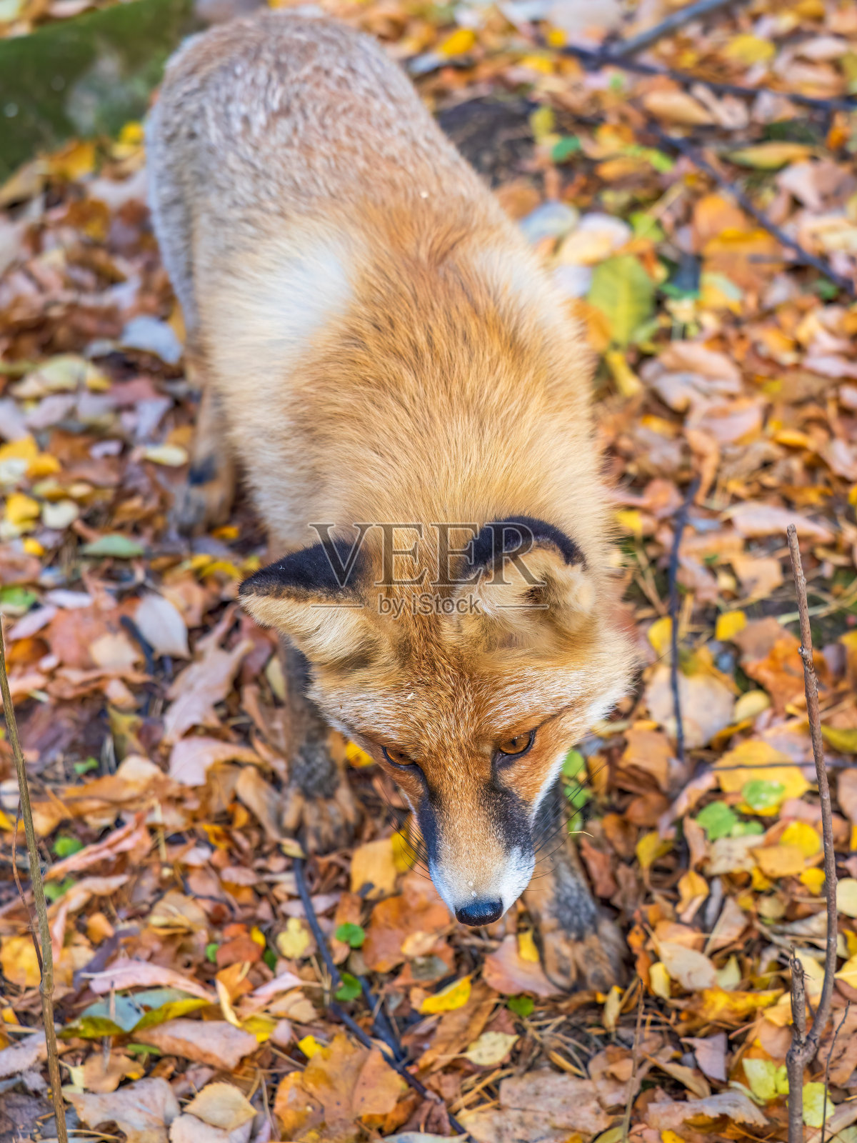 红狐Vulpes Vulpes走在森林里的一条小路上。照片摄影图片