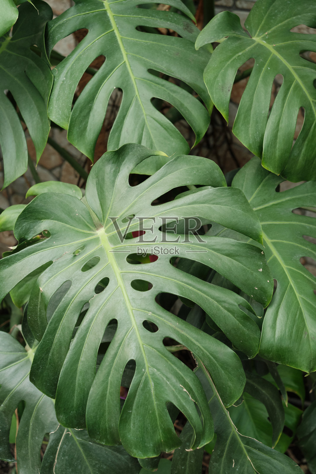 热带绿叶的特写视图。背景平面由树叶制成。自然的纹理照片摄影图片