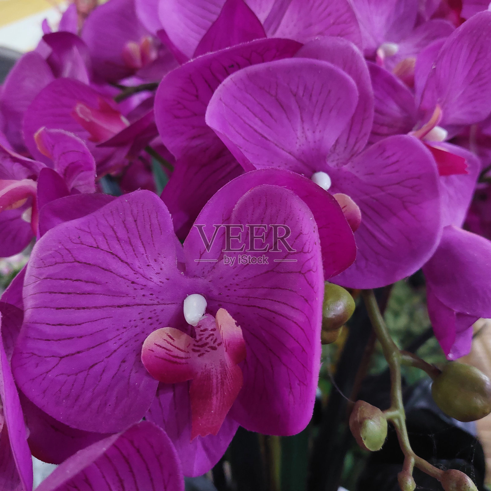 紫色兰花花华丽，色彩鲜艳照片摄影图片