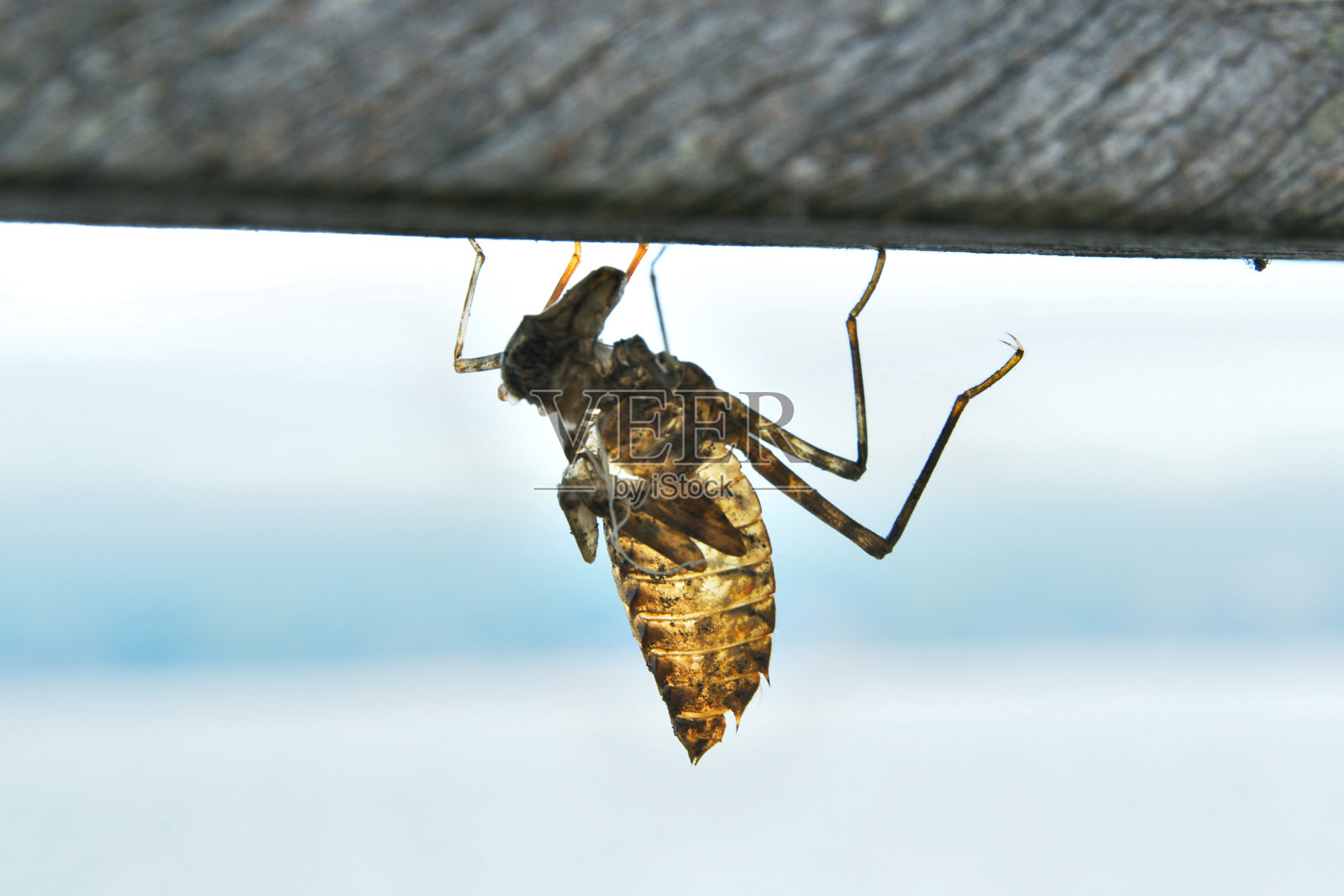 蜻蜓幼虫的壳。照片摄影图片