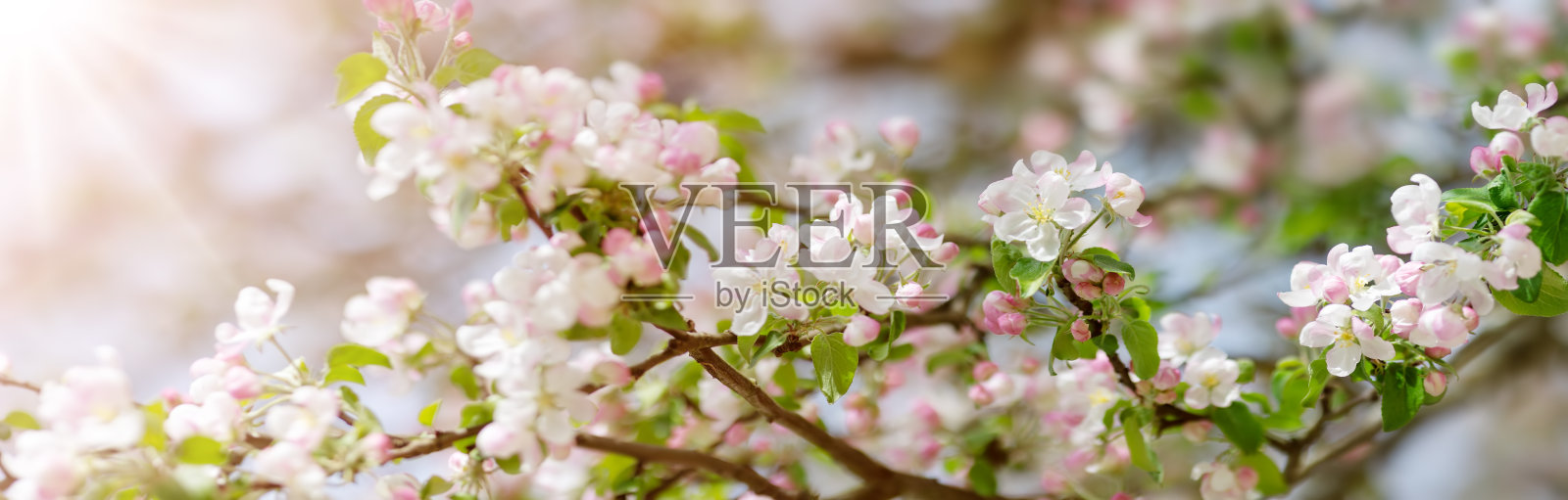 苹果树的树枝开花了。照片摄影图片