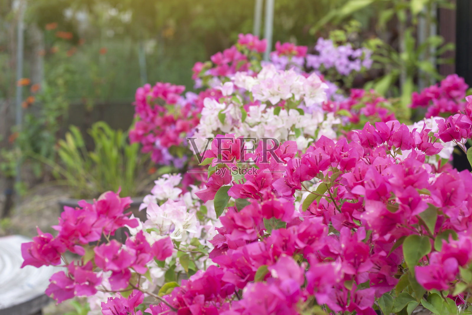 在模糊的自然背景上，品红和粉红色的三角梅花在阳光下绽放。照片摄影图片