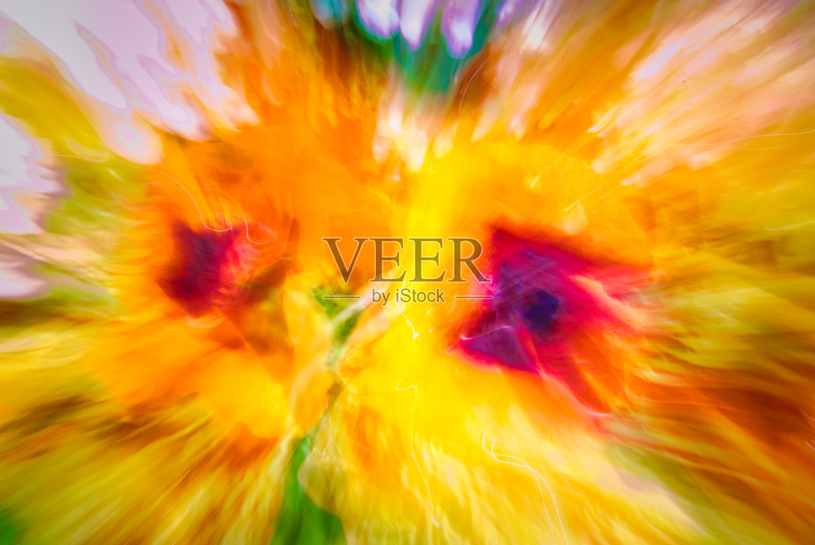 ICM花照片摄影图片