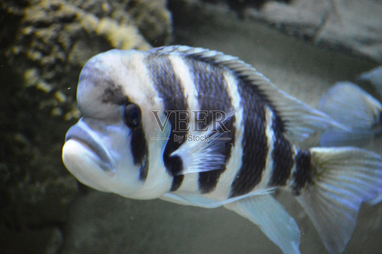 异国情调的鱼照片摄影图片