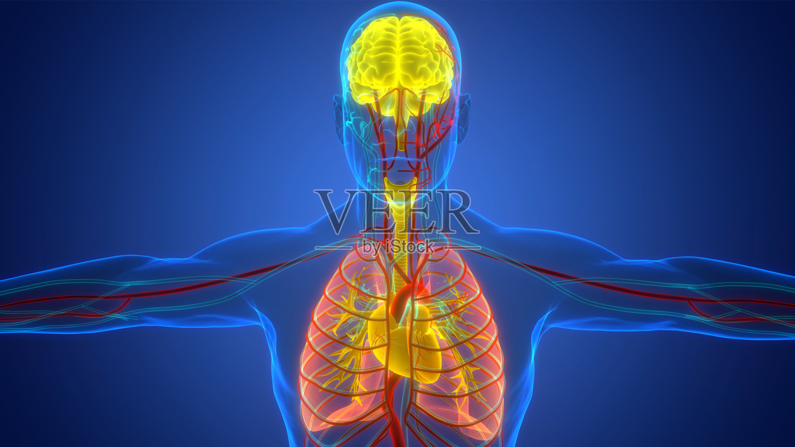 人体内部器官，脑与肺解剖照片摄影图片