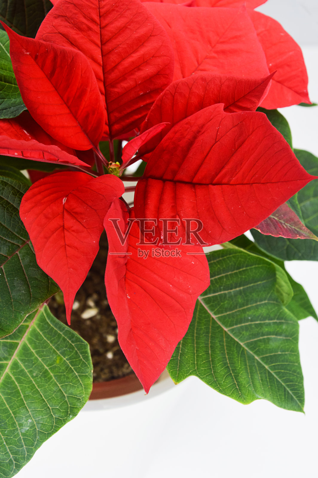 圣诞之星。一品红。在圣诞节和新年花。设计背景。照片摄影图片