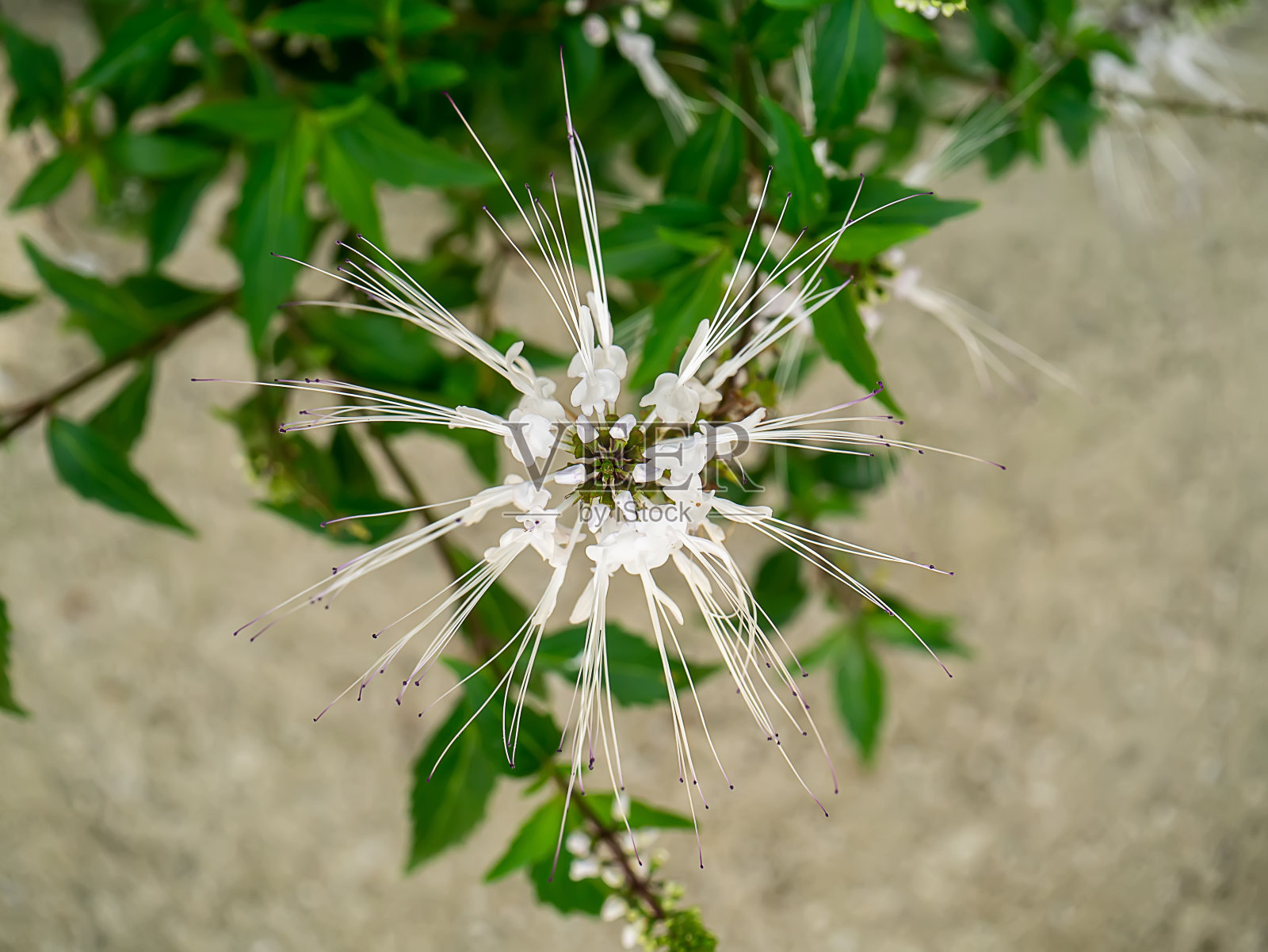 特写猫须，爪哇茶，三井古晋花在模糊的背景。照片摄影图片