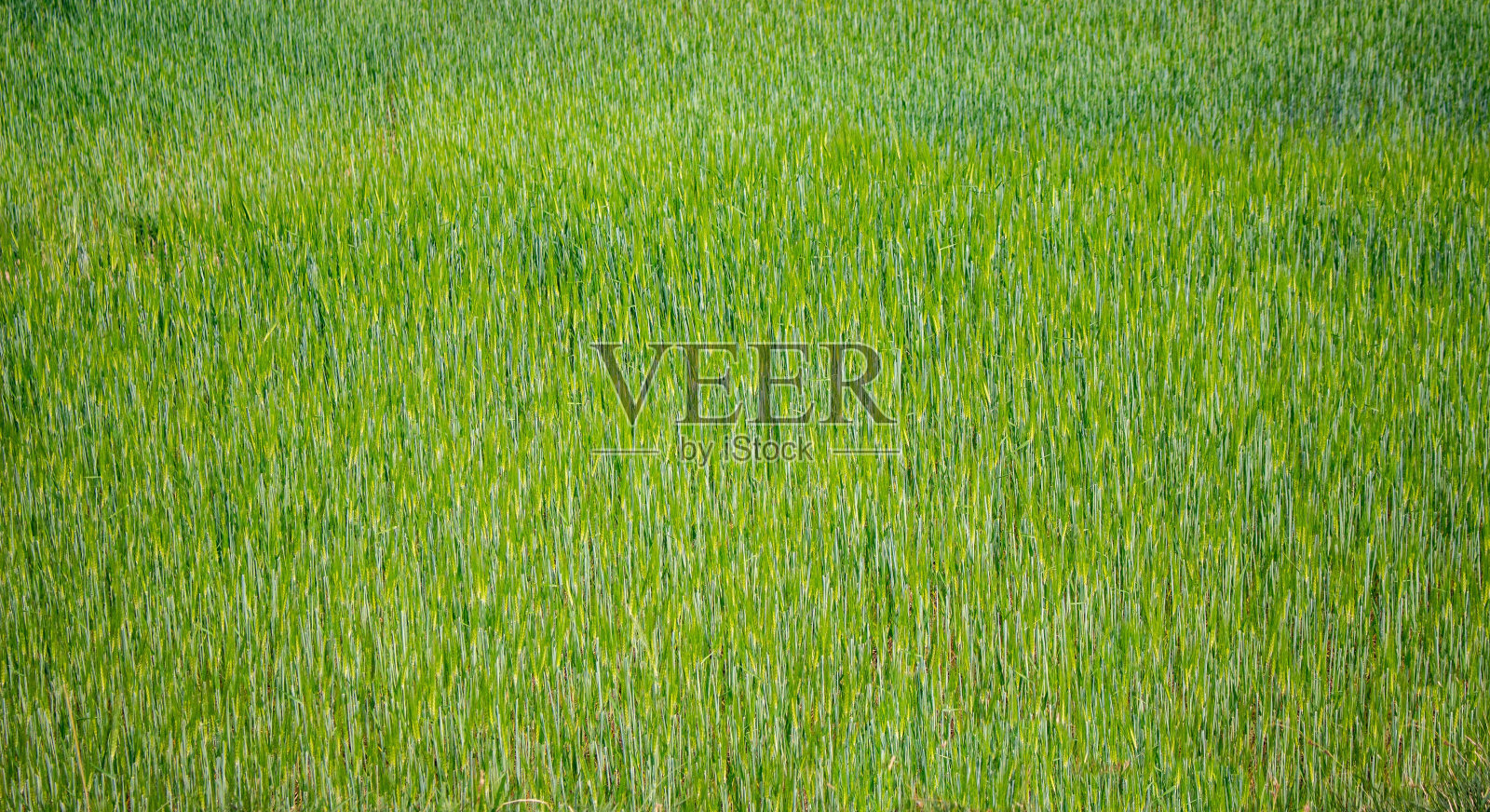 一个绿色的草生长在田野的特写照片摄影图片