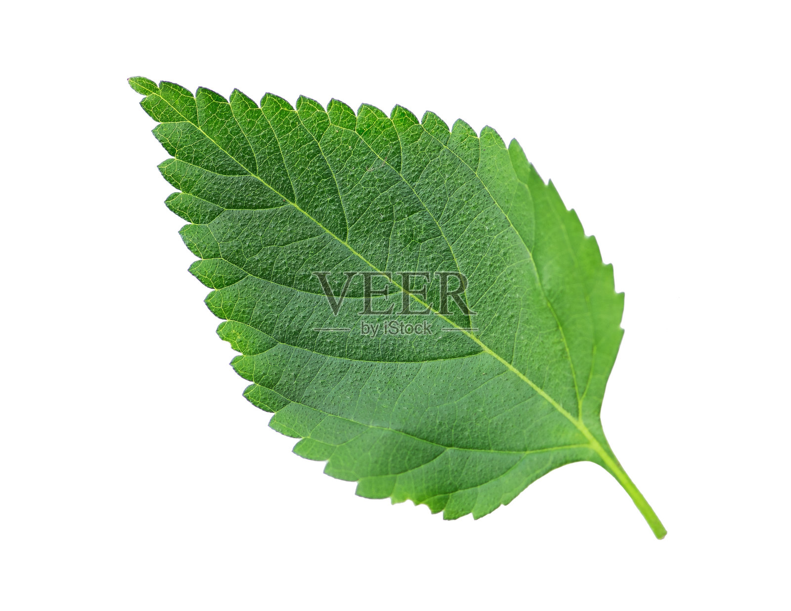 绿色的叶子照片摄影图片