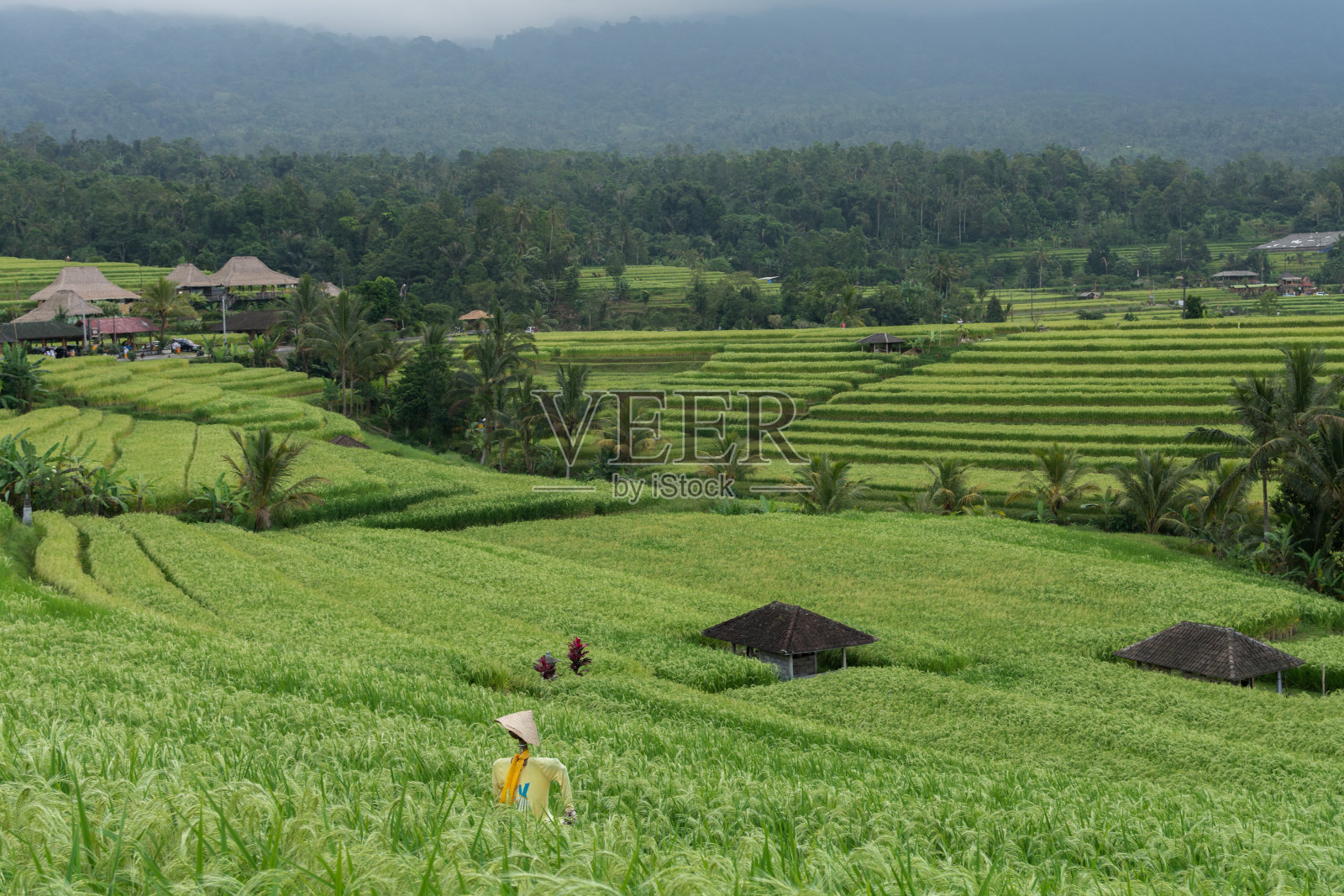 印度尼西亚巴厘岛的梯田照片摄影图片