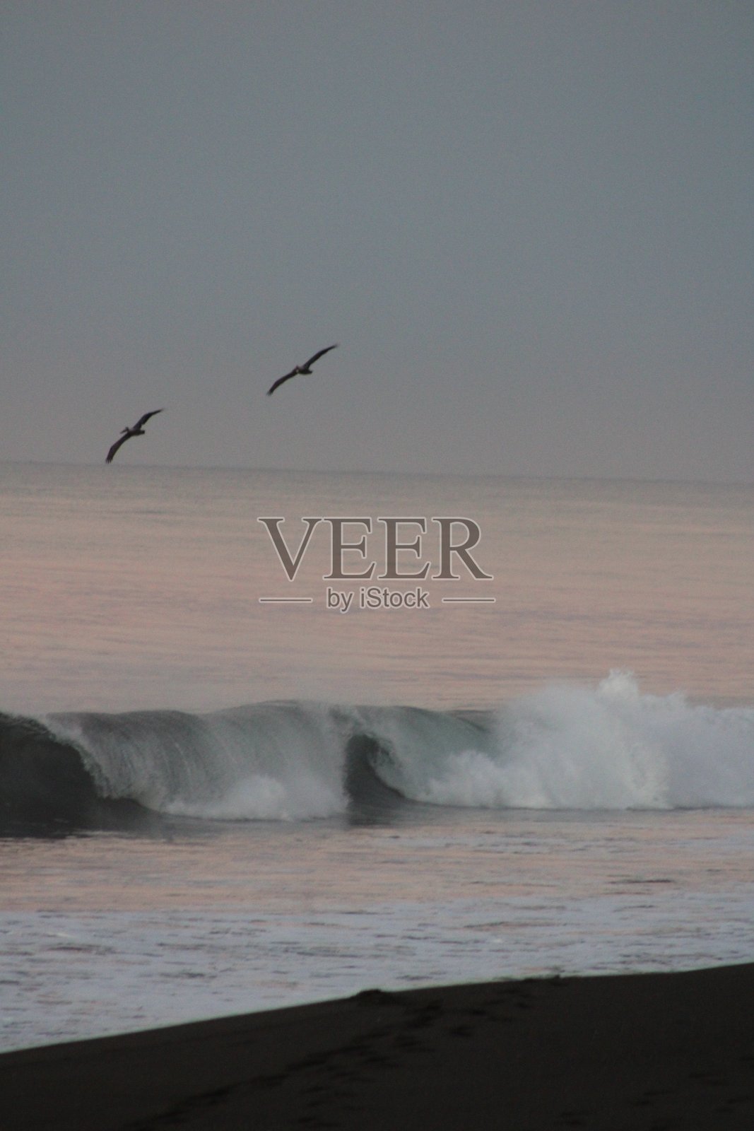 海鸥照片摄影图片