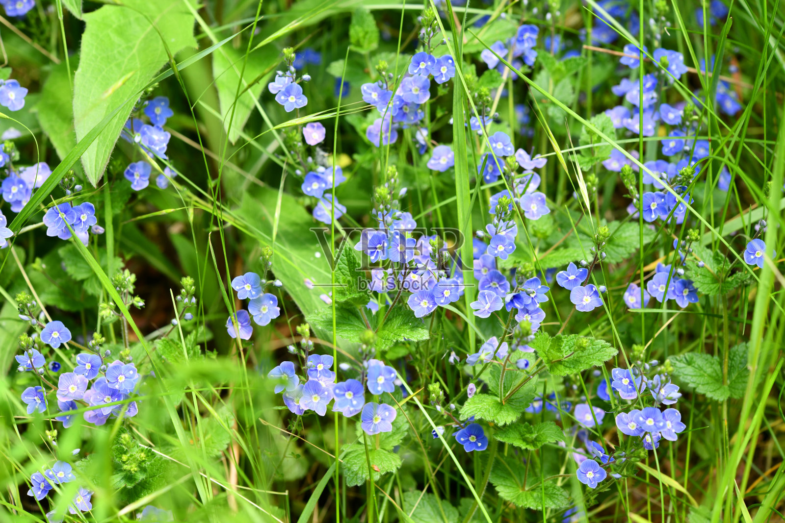 高草丛里的蓝奖照片摄影图片