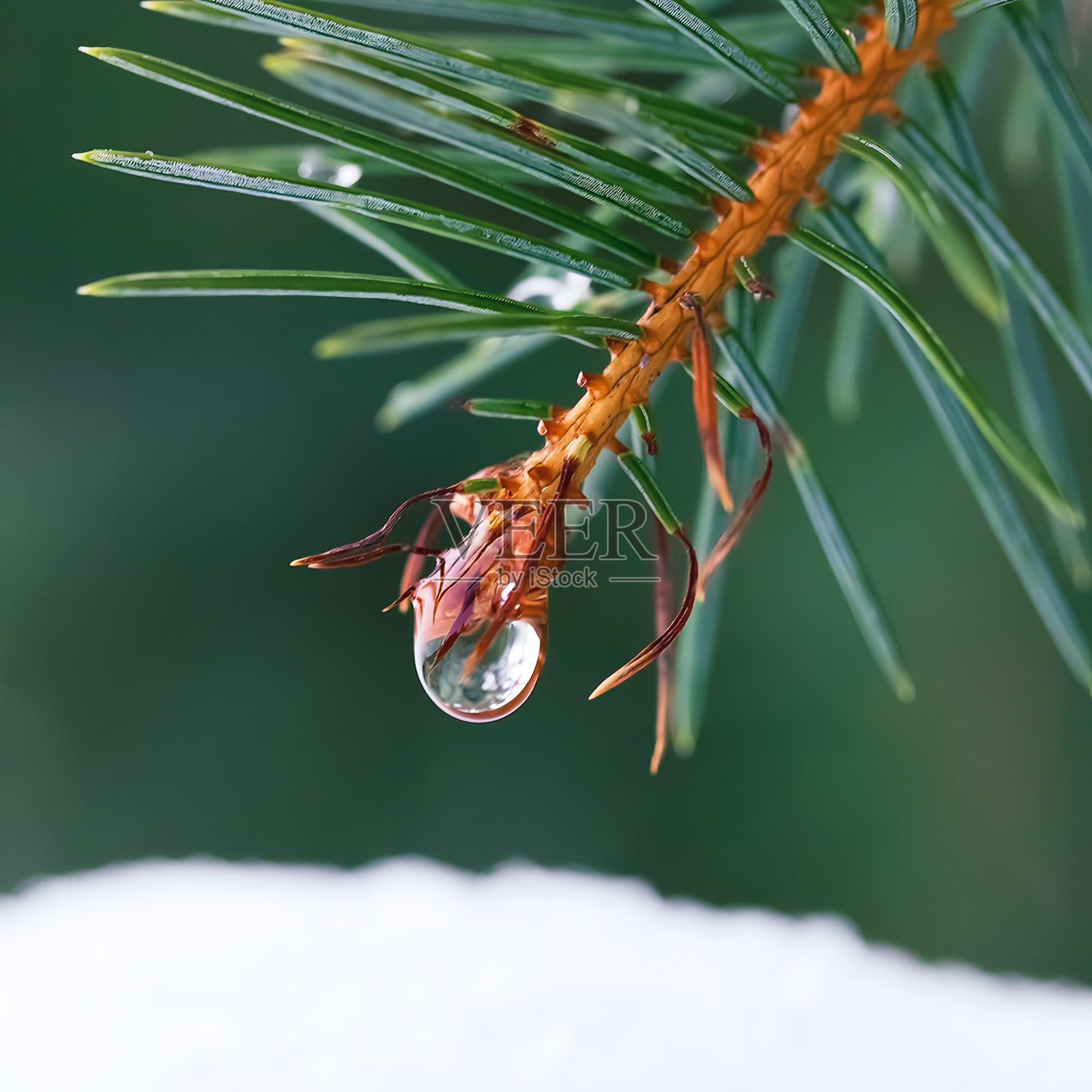 露珠-16照片摄影图片