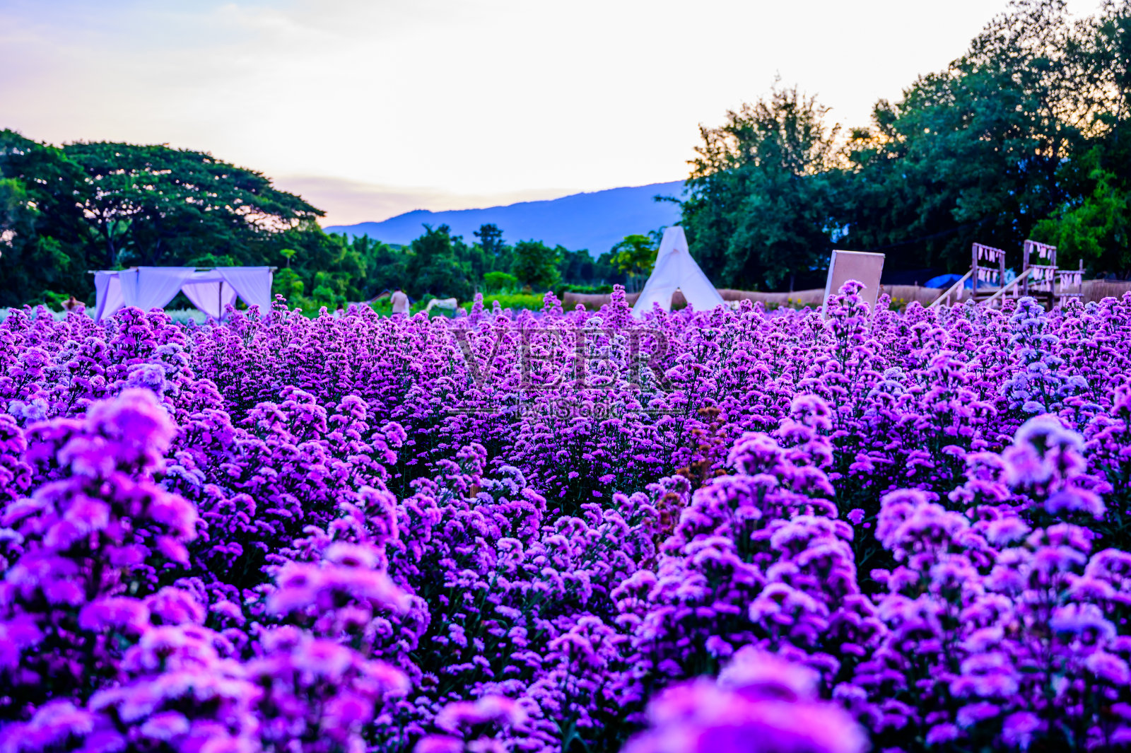 花园里的紫罗兰花照片摄影图片