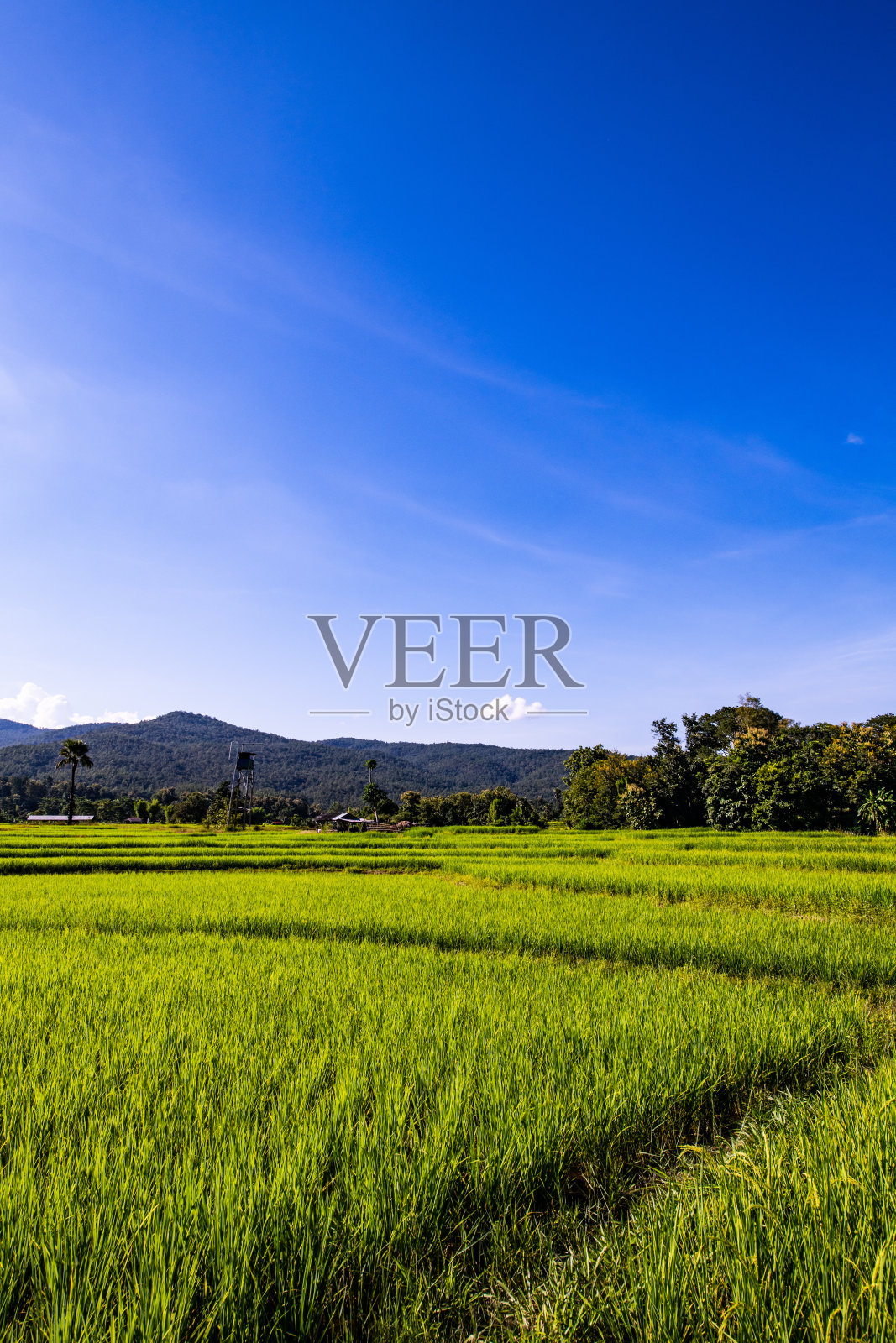 清迈省的稻田照片摄影图片