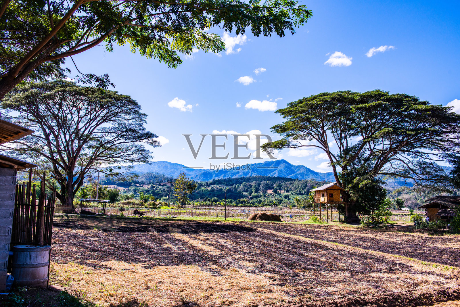 曼港区的干稻田照片摄影图片