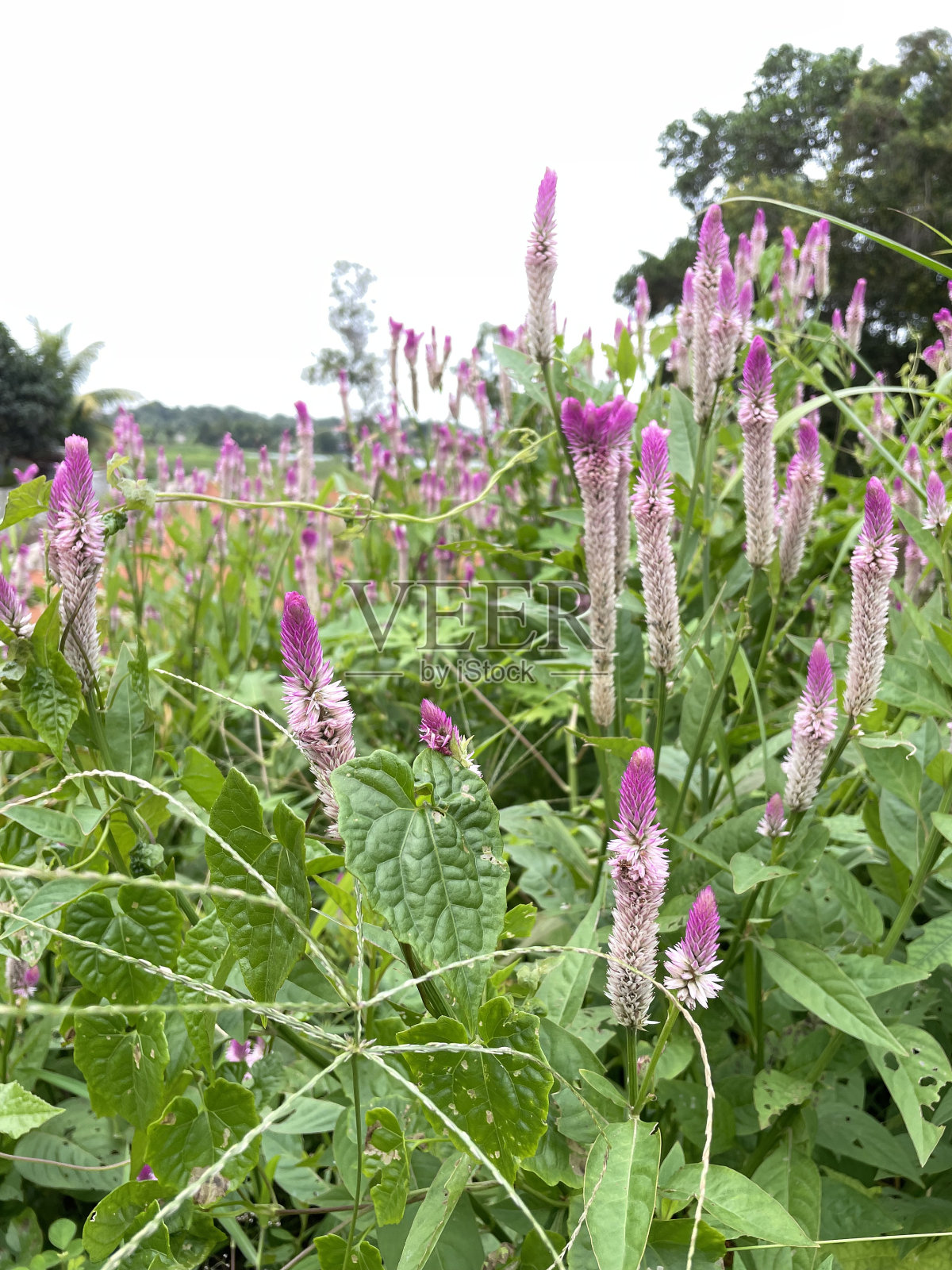 花照片摄影图片