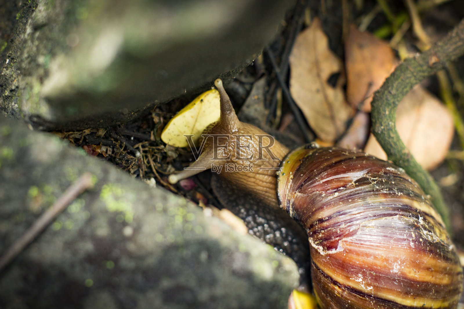 非洲巨蜗牛照片摄影图片