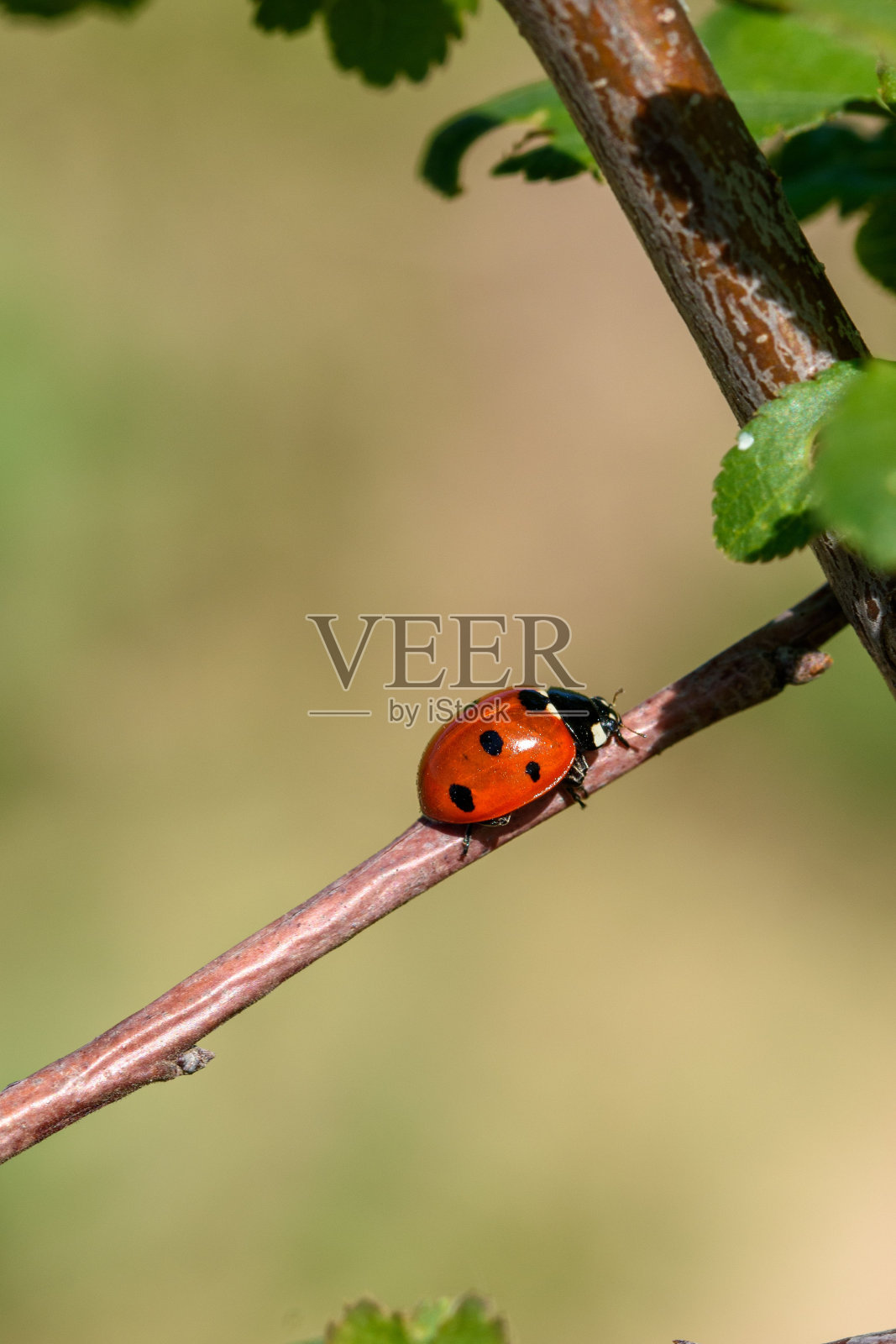微距拍摄小树枝上的瓢虫对模糊的背景照片摄影图片