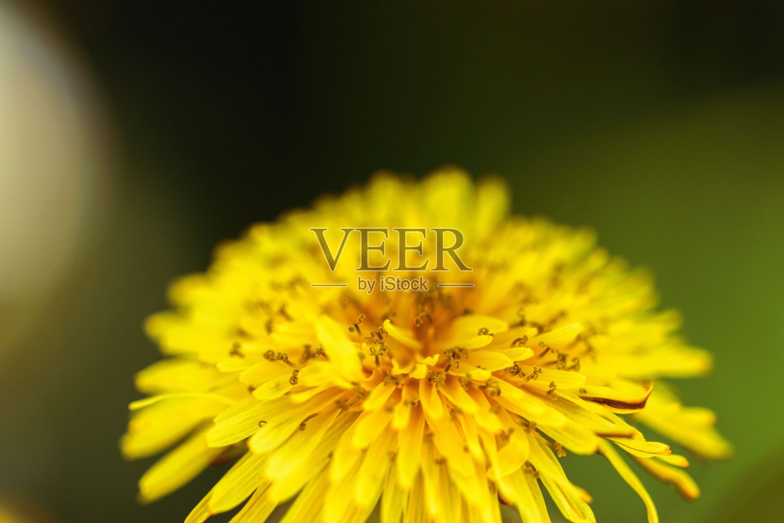 黄色蒲公英花的特写照片摄影图片