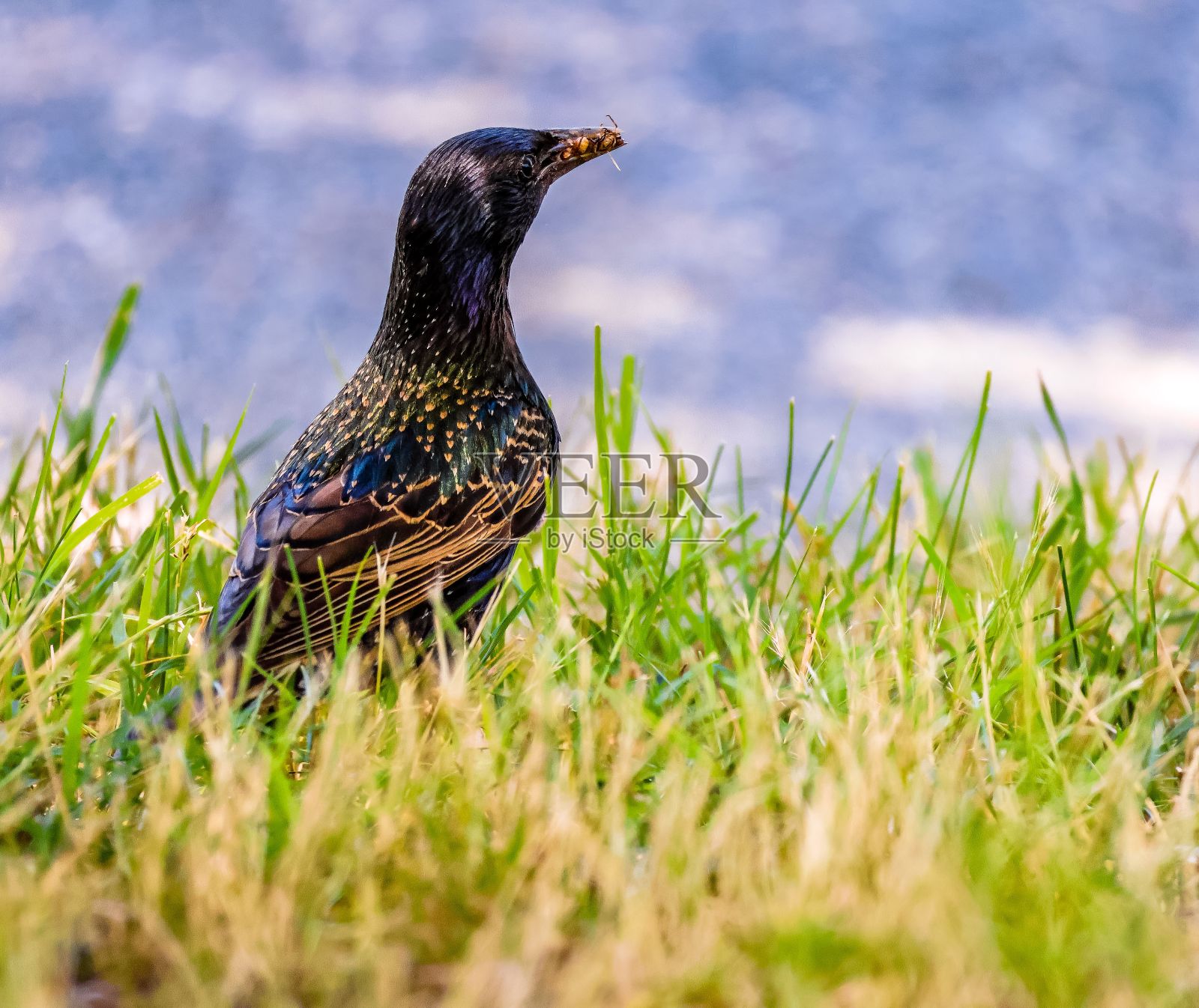 近距离观察一只普通的椋鸟从后面的草地照片摄影图片