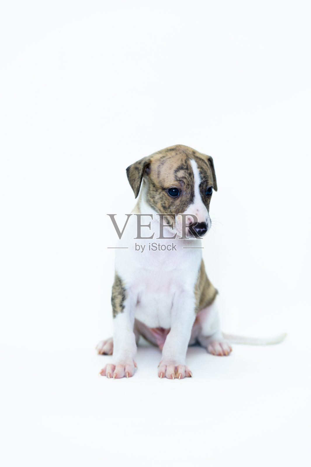 斑纹和白色的惠比特小狗坐着照片摄影图片