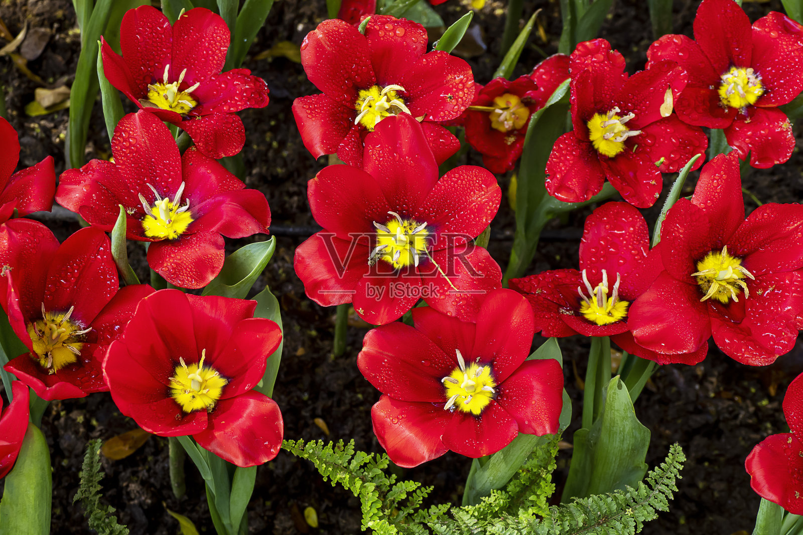 五彩缤纷的春天花朵在美丽的园林照片摄影图片