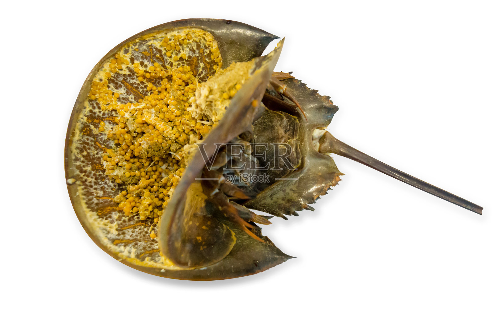 俯视图的皮条海和许多鸡蛋正在燃烧，重点选择照片摄影图片