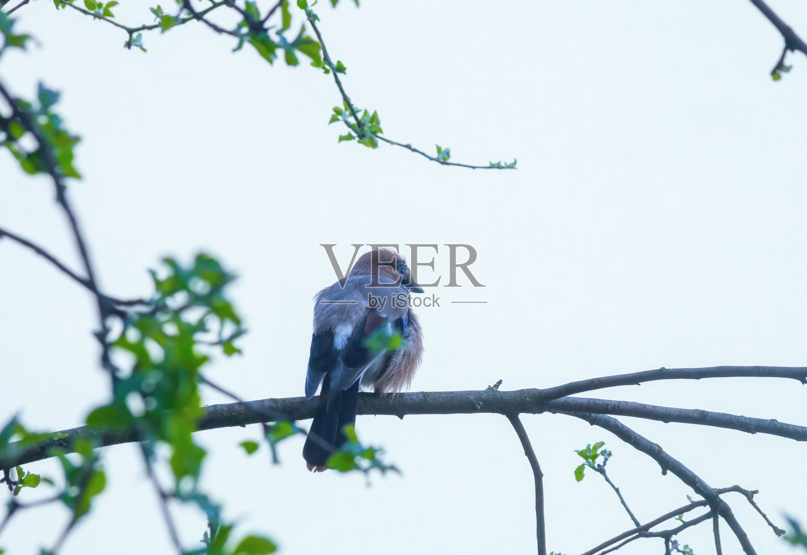 欧亚松鸦坐在春天树林里的树上，背影，选择性聚焦照片摄影图片