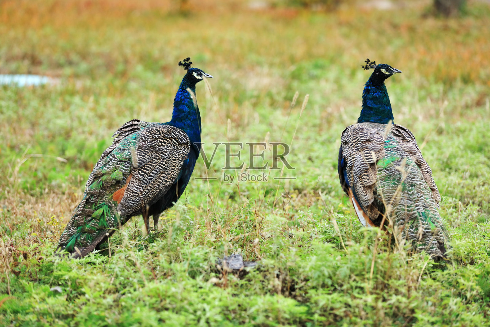 孔雀在草地上照片摄影图片