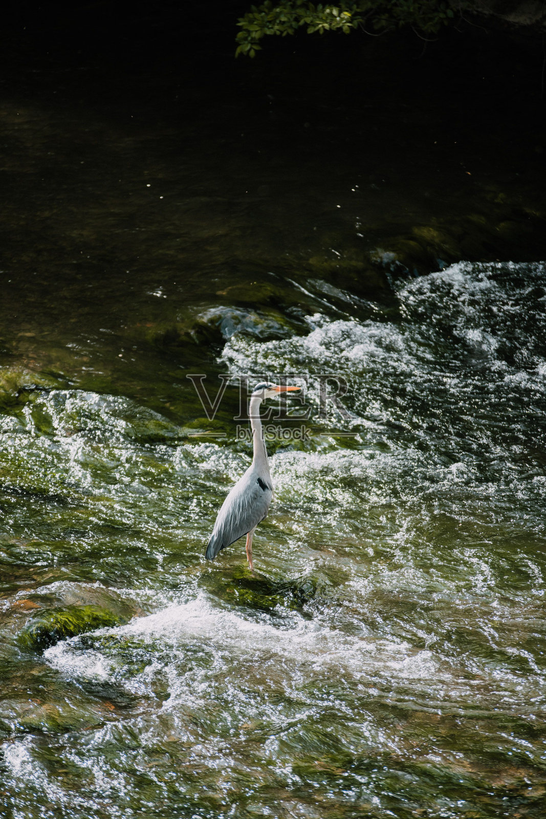 苍鹭站在河里，抵抗着巨浪照片摄影图片