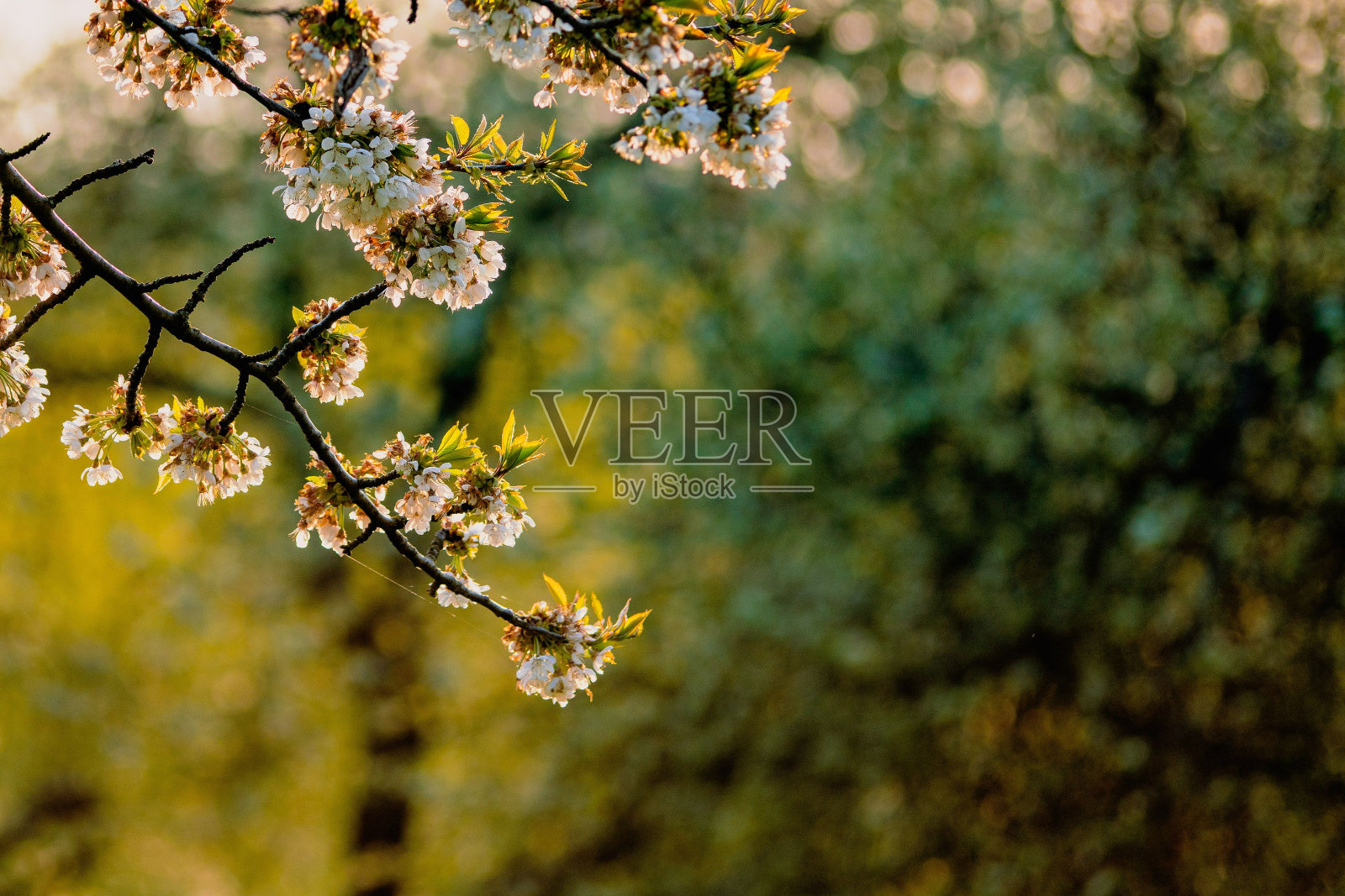 春天的樱花枝尖照片摄影图片