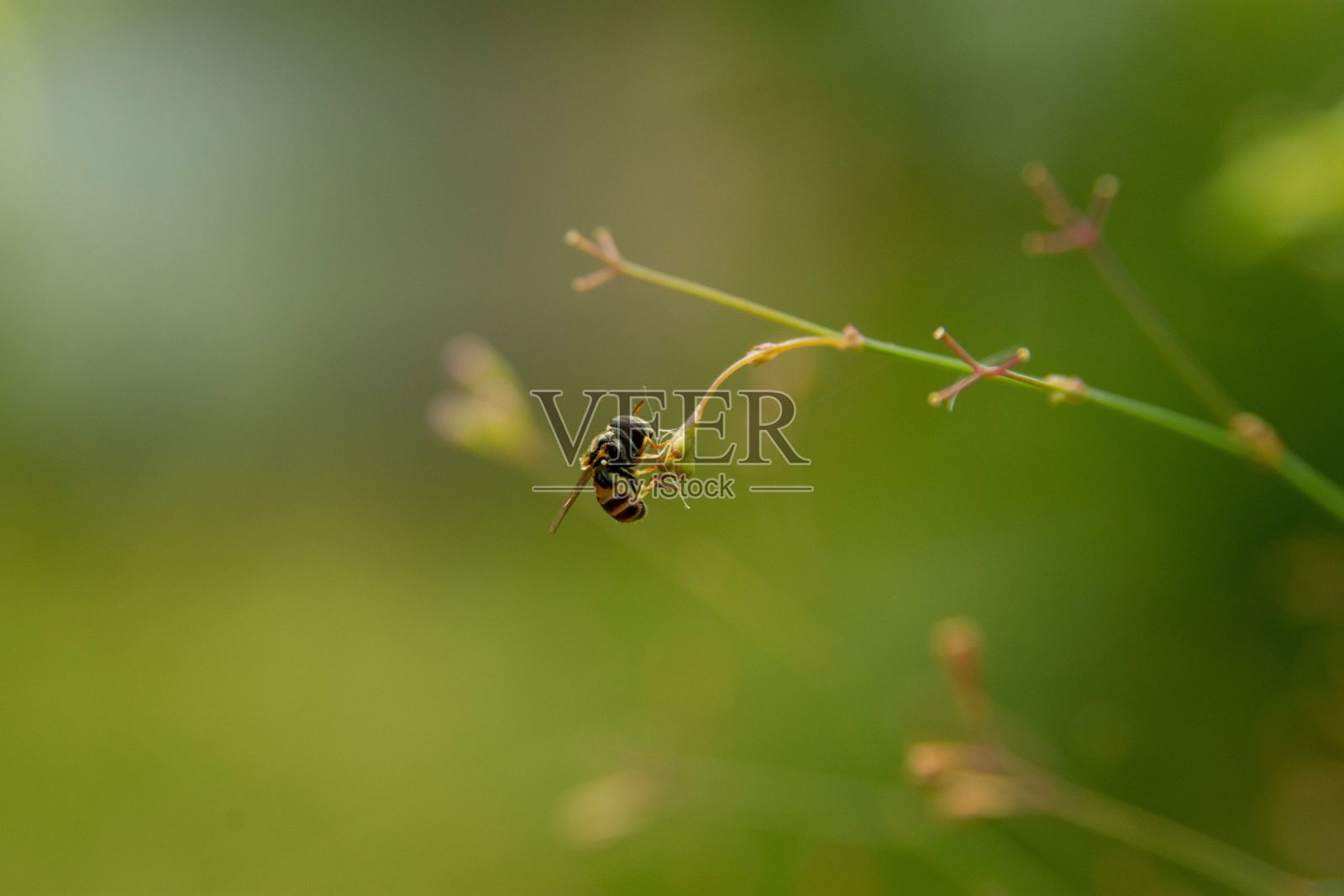 蜜蜂的选择性聚焦镜头照片摄影图片