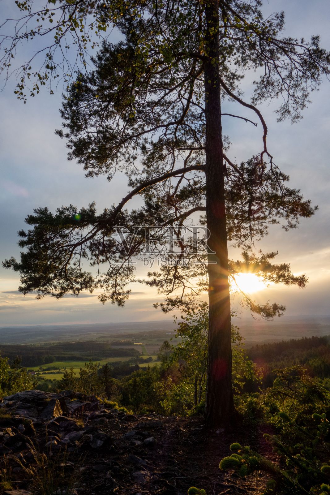 日落时一棵树的垂直镜头照片摄影图片