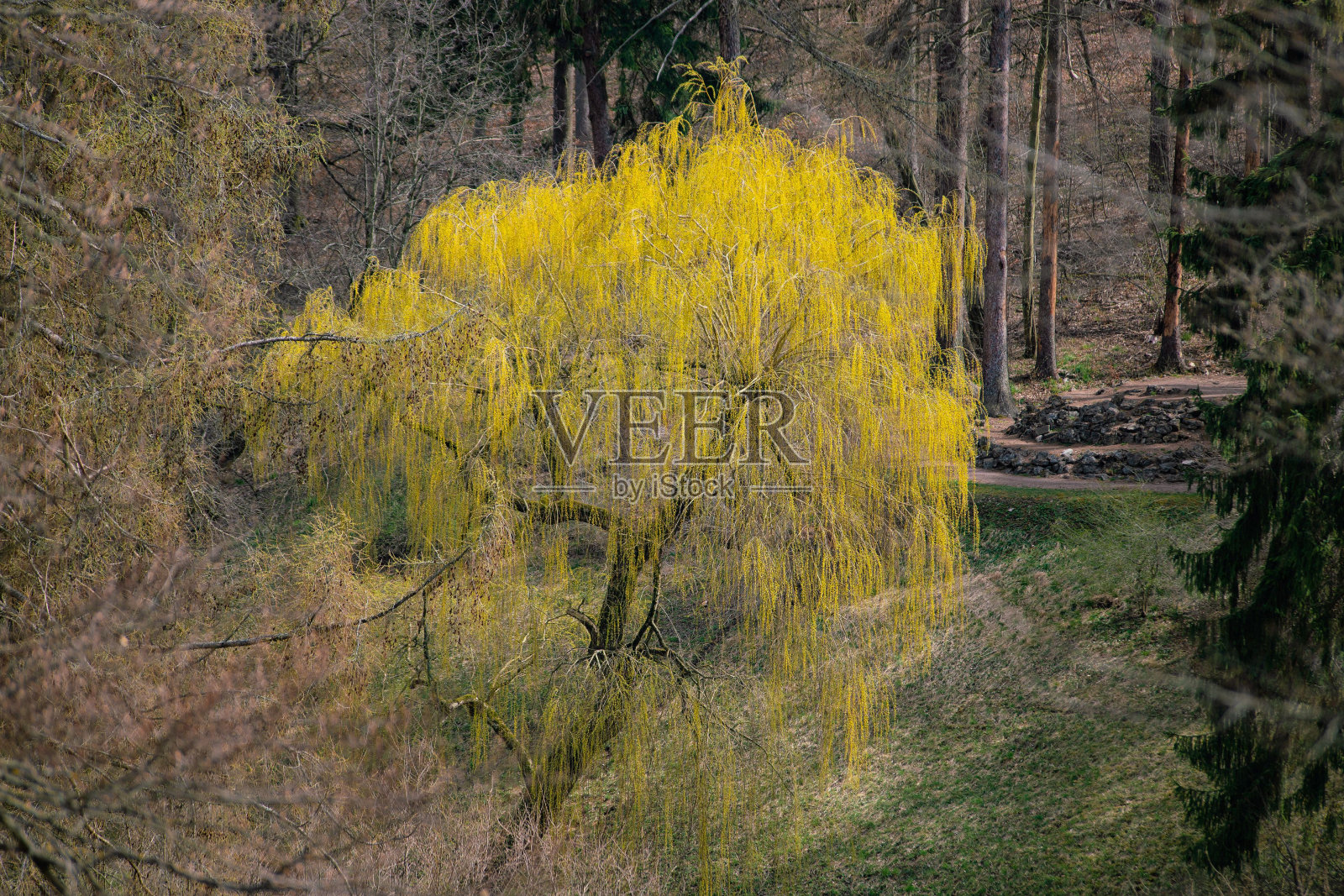 黄垂柳生长在森林里照片摄影图片