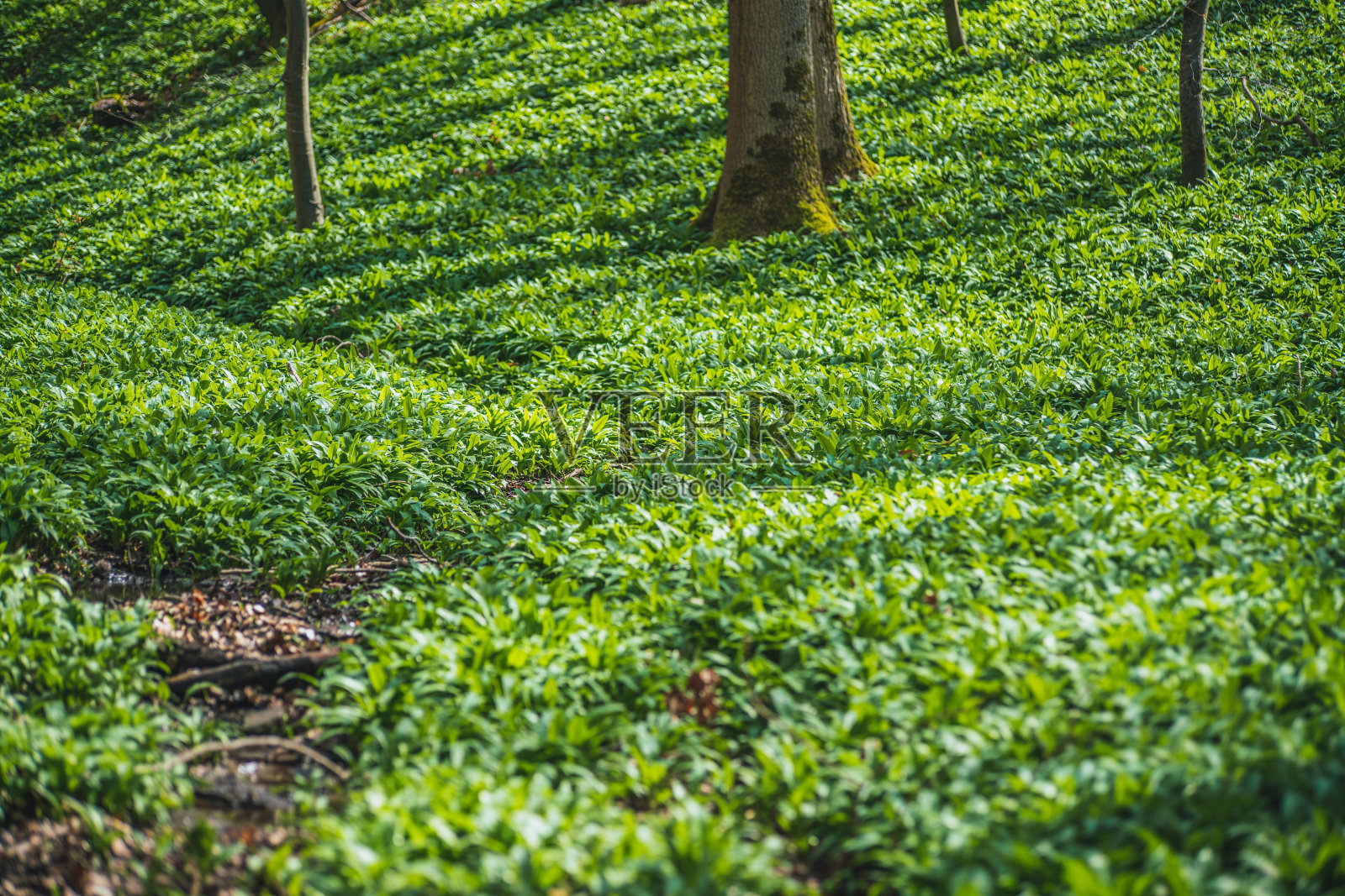 小巷里树木高大，穿过绿色的森林照片摄影图片