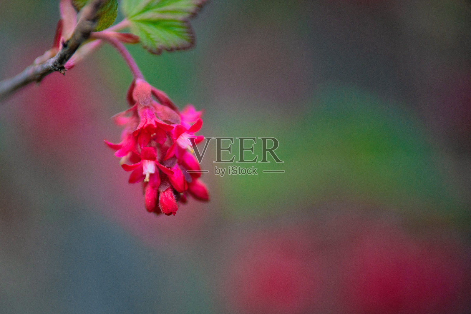 红肋花选择性聚焦镜头照片摄影图片