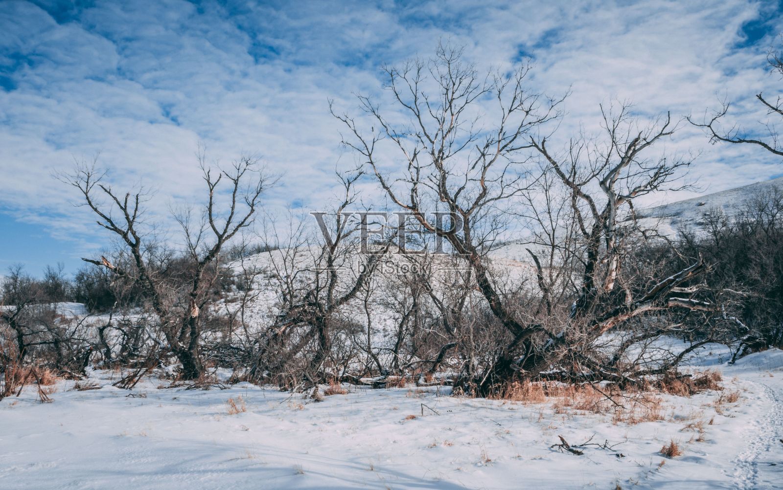 冬天光秃秃的树木照片摄影图片
