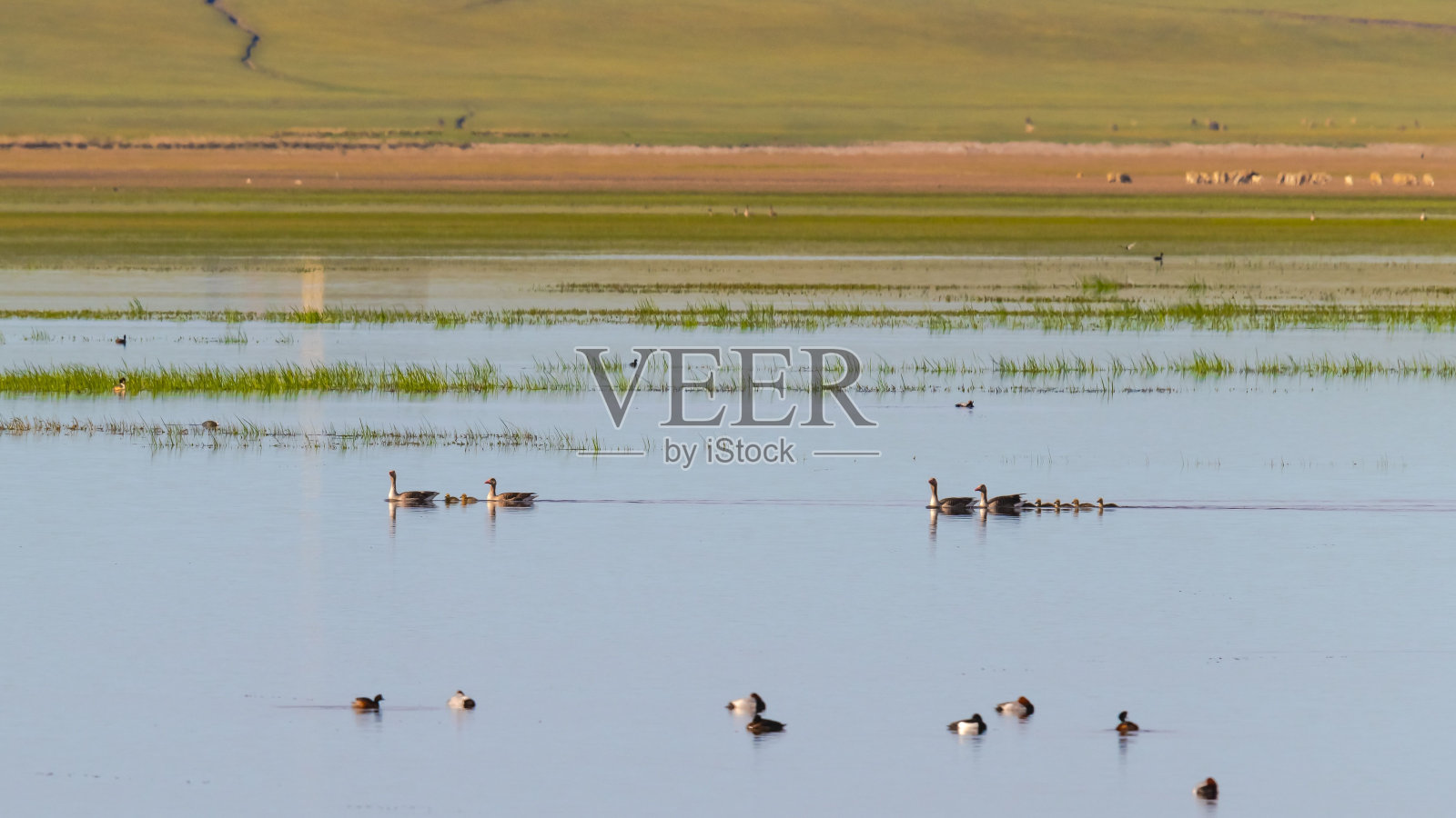 白天鹅在湖上游荡，背景是田野照片摄影图片