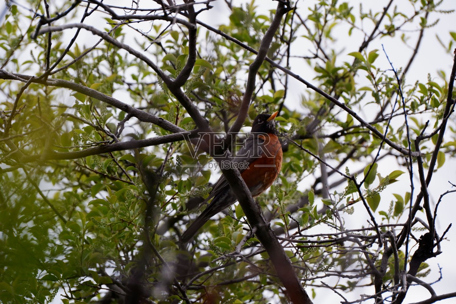 特写:一只美国知更鸟栖息在一棵无叶树的树枝上照片摄影图片