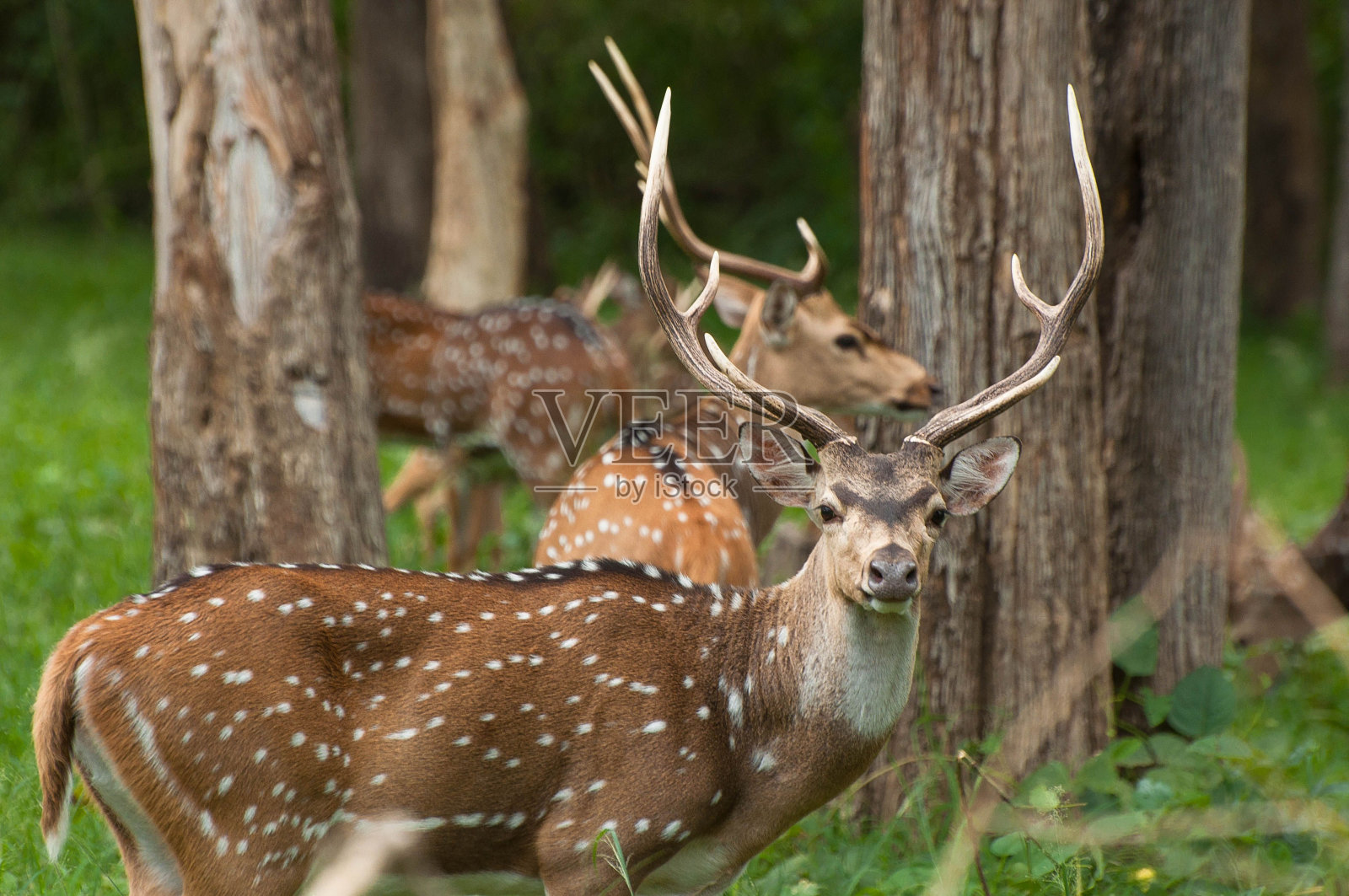 特写镜头是在模糊的树木背景上拍摄的满洲梅花鹿照片摄影图片