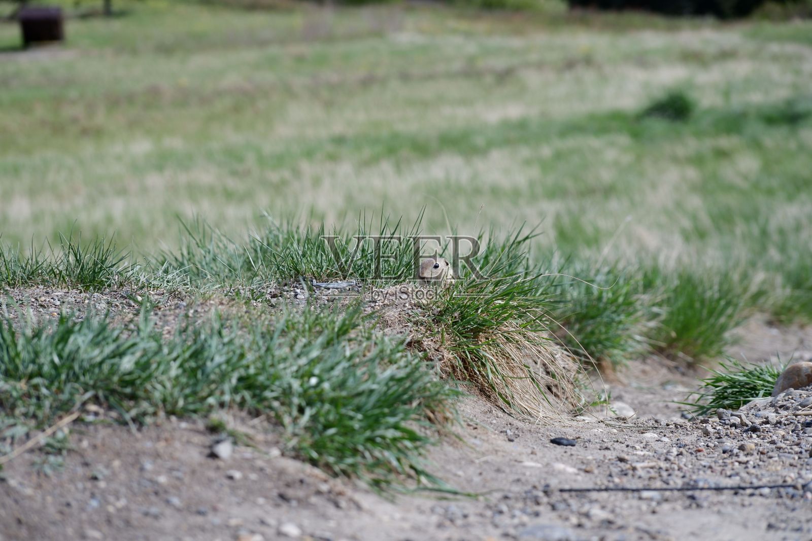 一只达斡尔地松鼠坐在绿色植物和草地的地面上照片摄影图片