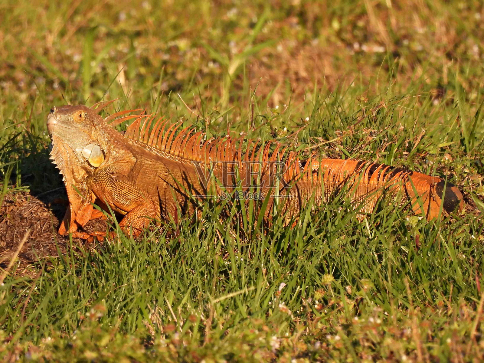 绿鬣蜥(鬣蜥)-休息附近的洞穴猫头鹰的巢穴繁殖颜色照片摄影图片