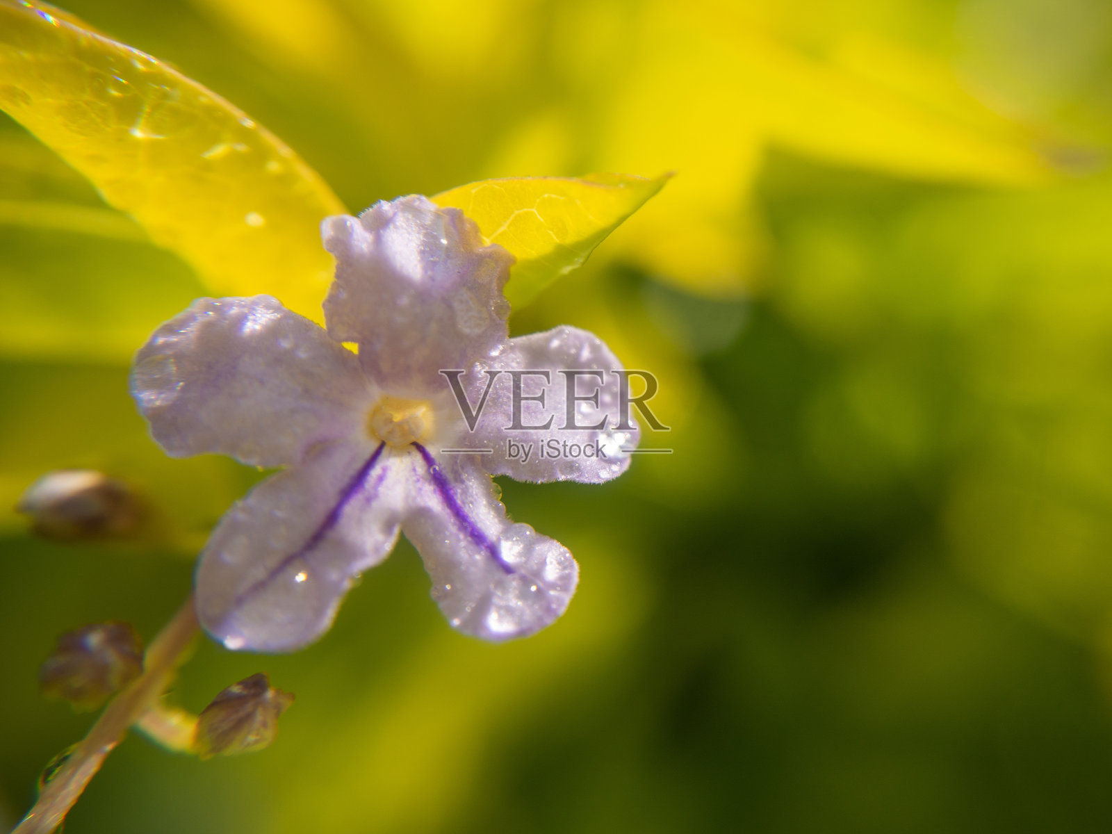 金色露珠花的特写。正确的背景。空的空间。照片摄影图片